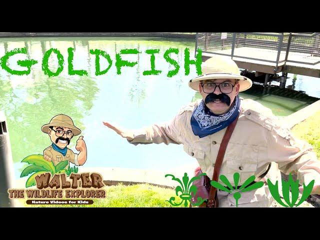 Walter Feeds Goldfish at the Pond - Educational Nature Videos for Toddlers and Kids