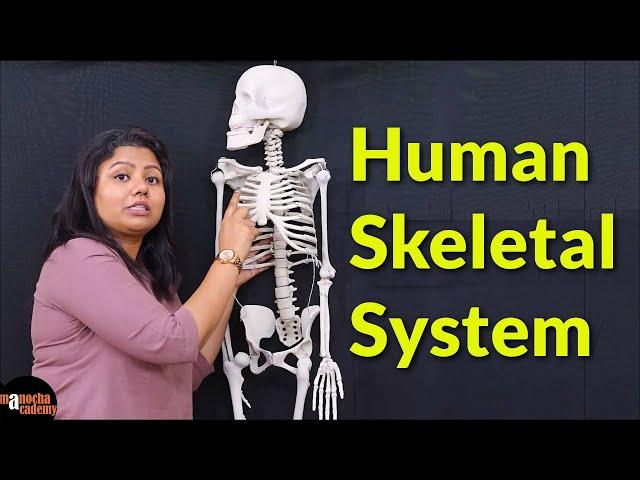 Human Skeletal System