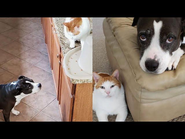 Cat Caught Sneaking Dog Extra Treats  | The Cat Chronicles