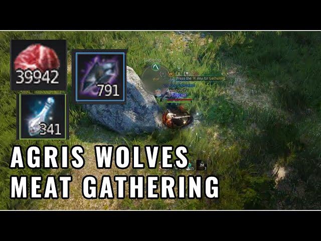 BDO Meat Gathering - Raw edition - Agris Steppe Wolves full rotation