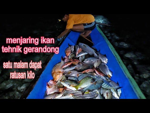 catching hundreds of kilos of fish in one night 