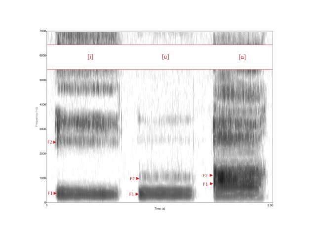 Phonetik und Phonologie der romanischen Sprachen