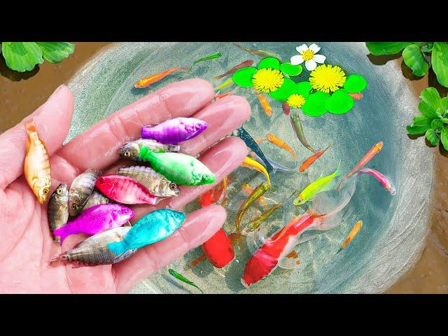 Amazing Catching Catfish, Baby Arowana, Perch, Koi, Guppies, Ornamental Fish, Frogs | Fishing Videos