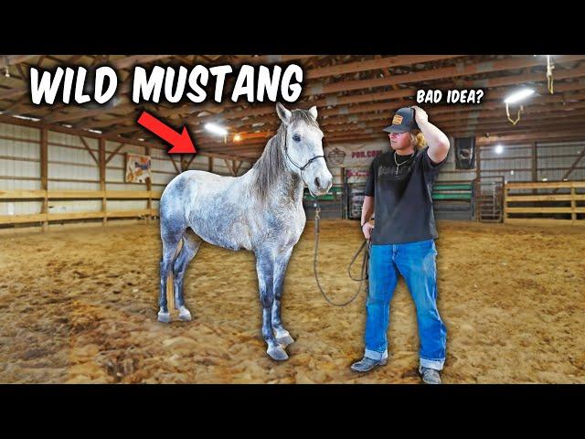 We Got A FREE WILD MUSTANG!