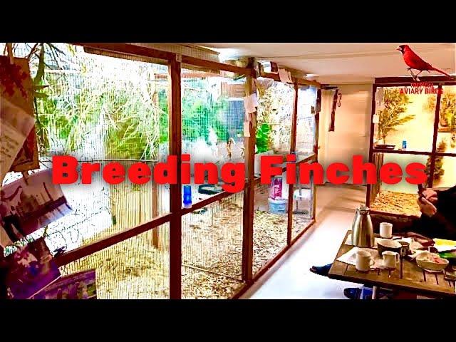 LARGE Bird Room Tour | Aviary Birds | Breeding Finches | Ep: 3:1 | Breeding Update | Bird Sounds