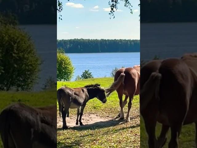 #романтика️ #лошадьзвезда #влюбленныйосел #лошадь #осёл #horse #cavalo #burro #गधा #घोड़ा  #vlog