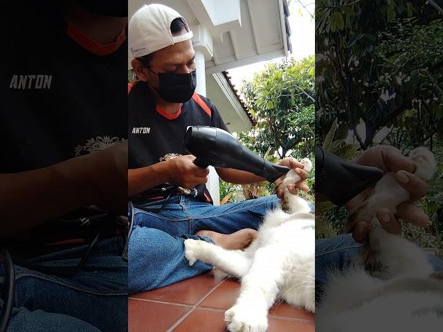 MENGERINGKAN BULU KUCING DENGAN HAIR DRYER