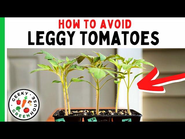 Leggy Tomato Seedlings - Tips For Stronger Plants - Geeky Greenhouse