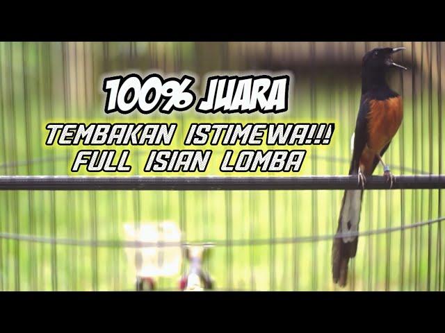 TEMBAKAN GANAS MURAI BATU ISIAN LOMBA INI 100% AMPUH BANGKITKAN EMOSI TARUNG