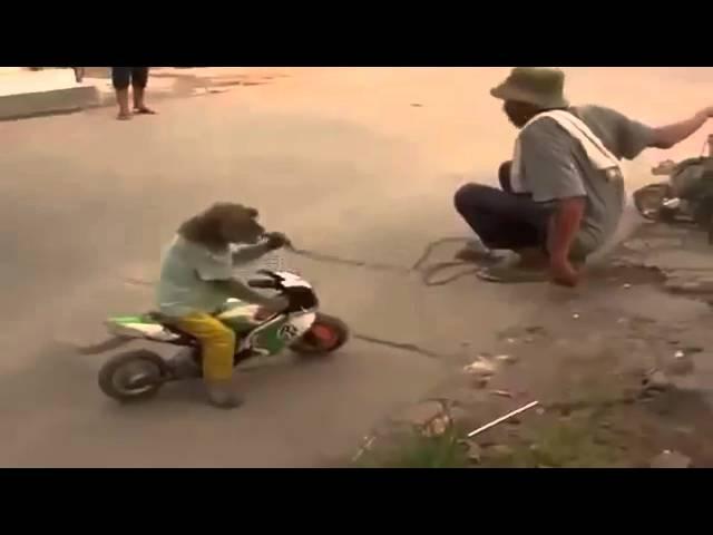 Смешная обезьяна и Мотоцикл РЖАКА ГОН СМЕШНО / Funny monkey and Motorcycle