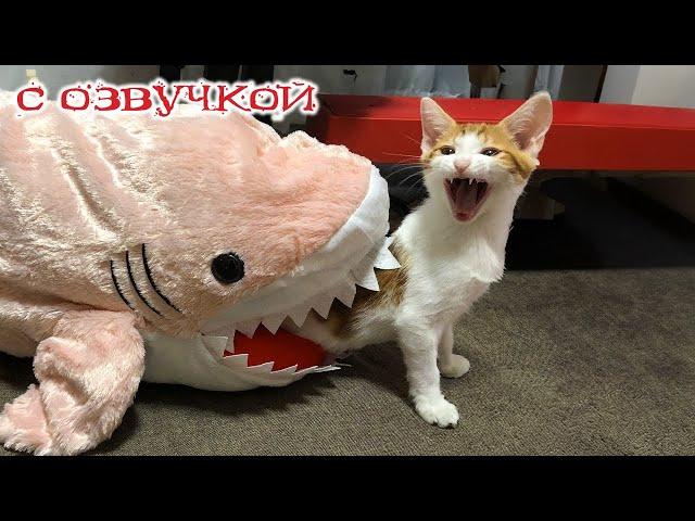 Funny animals! Funniest Cats and Dogs - 141