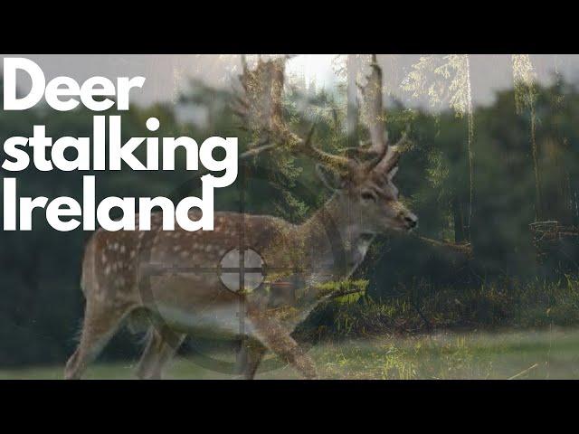 FALLOW DEER HUNT IRELAND