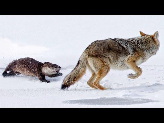 River Otter - Agile in the water and Fearless on land! Even Coyotes are afraid of her!