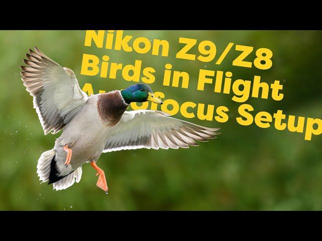 Nikon Z9/Z8 Autofocus for Birds in Flight - How I configure my camera for funky action shots!