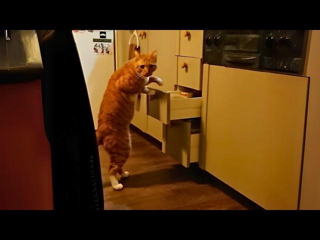 Unexplained orange cat behavior