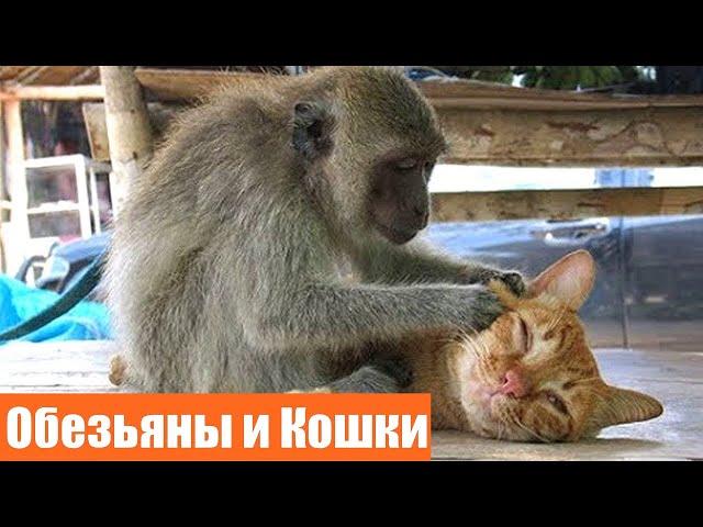 Обезьяны и кошки / Наглые обезьяны / Приколы с обезьянами