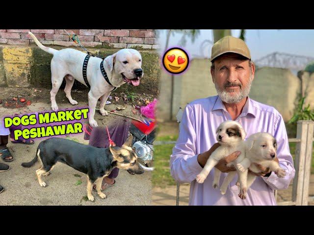 Dogs Mandi | Dogs Market Peshawar 2023 | Khyber Social Tv