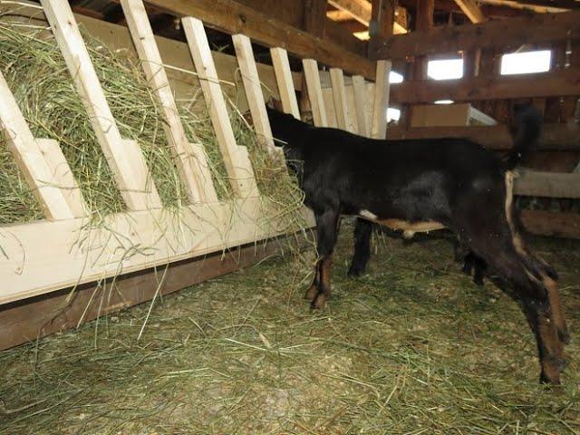 Homestead homemade goat feeder- No Waste!