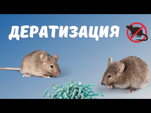 О дератизации! Эффективные средства от крыс и мышей!