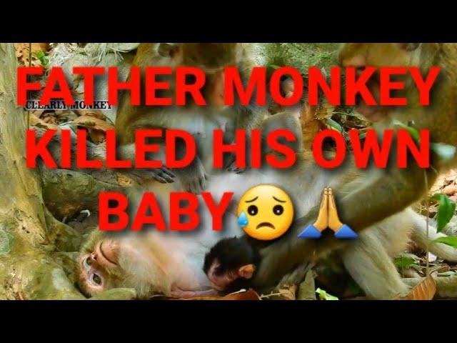 Father Monkey Killed His Owned Baby | BABY MONKEY (R.I.P)