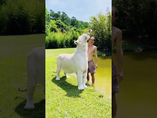 Animal's Funny #shorts #viralshorts #funny #viral #tiktok (2)