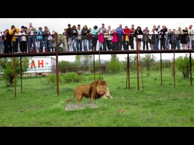 Feeding lions.  Lions Park Taigan