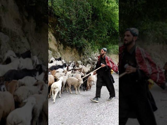 Gujjar Bakarwals of & Kashmir with their great herders of goat and sheep Migrating towards Deosai