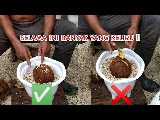 Cara Menanam Bonsai Kelapa - Tips Membuat Akar Bonkla Unik