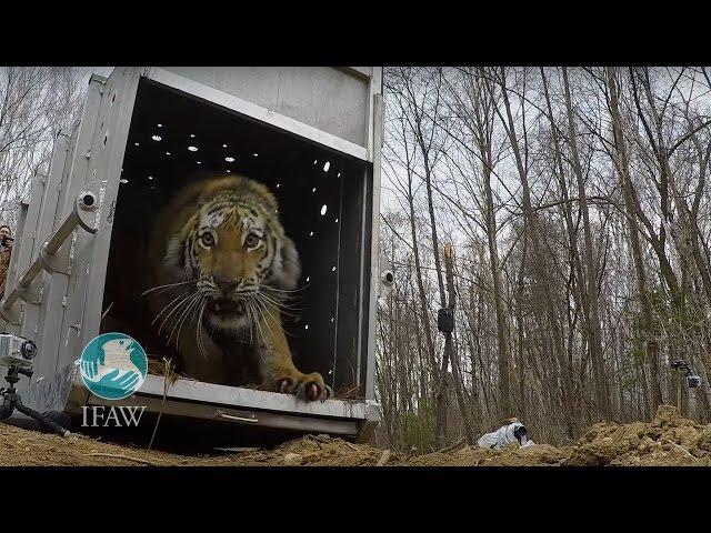 Amur Tiger Released Back into the Wild in Russia