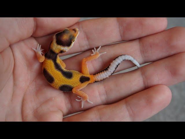 More Leopard Gecko Babies!! (2020 Hatchlings)