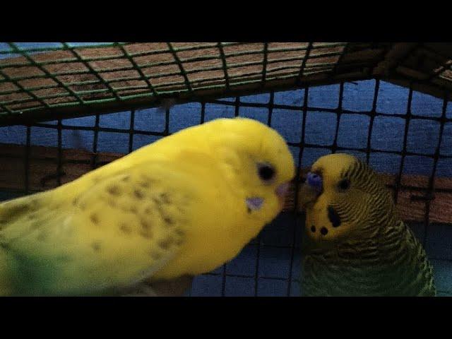 LOVE BIRDS | WITHOUT VOICE AND SOUND | #lovebirds #birds #wingsofjoseup