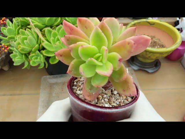 살구빛으로 물이드는 골든글로우 키우기多肉植物.succulent plant다육식물