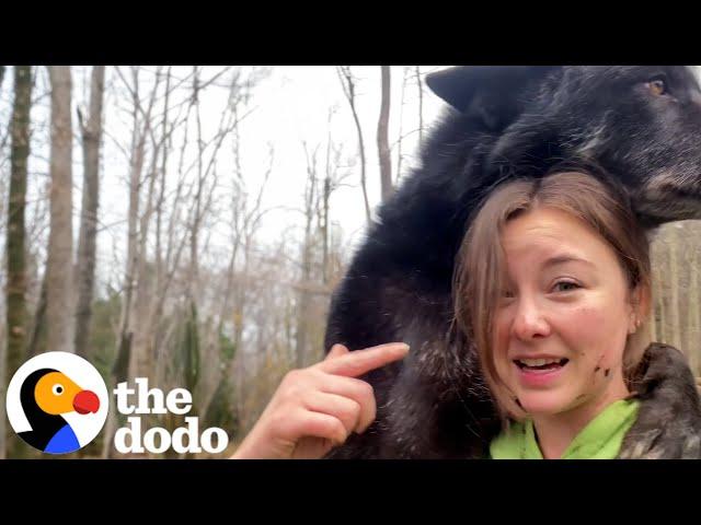 Rescued Wolf Dog Immediately Recognizes His Long-Lost Brother | The Dodo