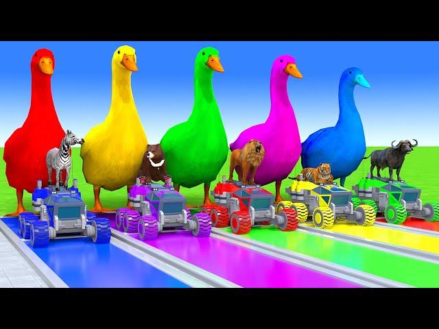 5 Giant Duck Cartoon,Cow,Elephant,Tiger,Lion,Dinosaur,Paint Wild Animals Crossing Fountain Animation