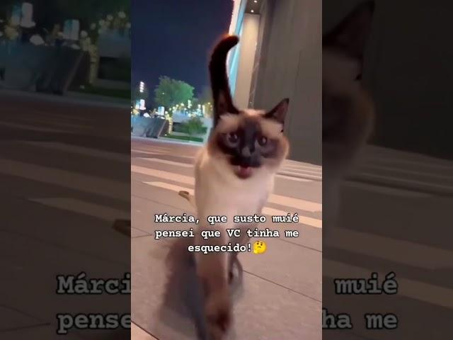 #tiktok #funny #like #cat #shortvideo #pets #memepics #animals #memes #shorts #roblox #rofl