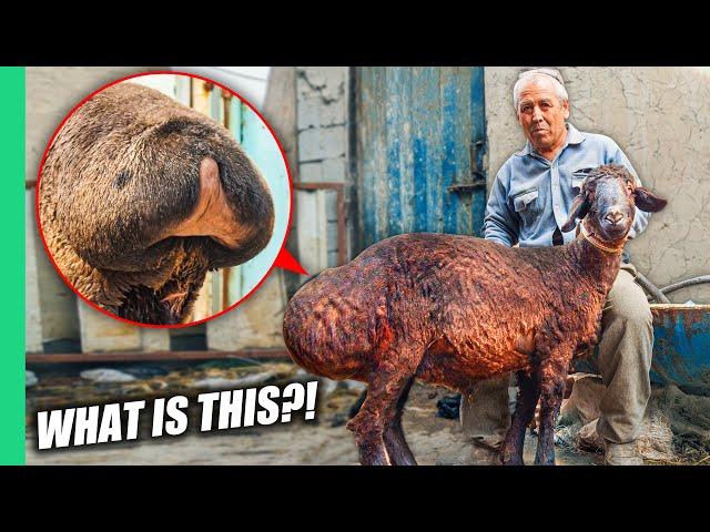 The Mutant Kardashian Sheep of Uzbekistan!!! Cooked 8 Ways!!