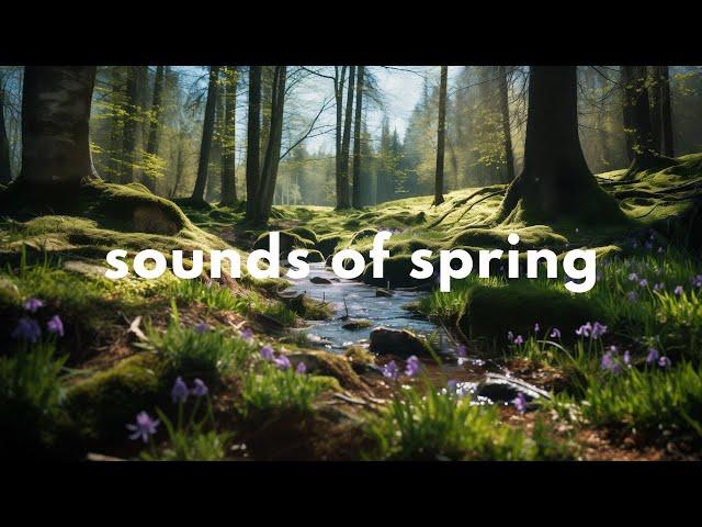 Spring Forest Ambience  | 3-Hour Relaxing Ambience with Birdsong and Gentle River Sounds