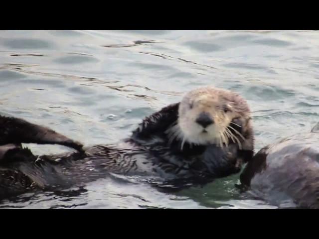 California Sea Otter Grooming