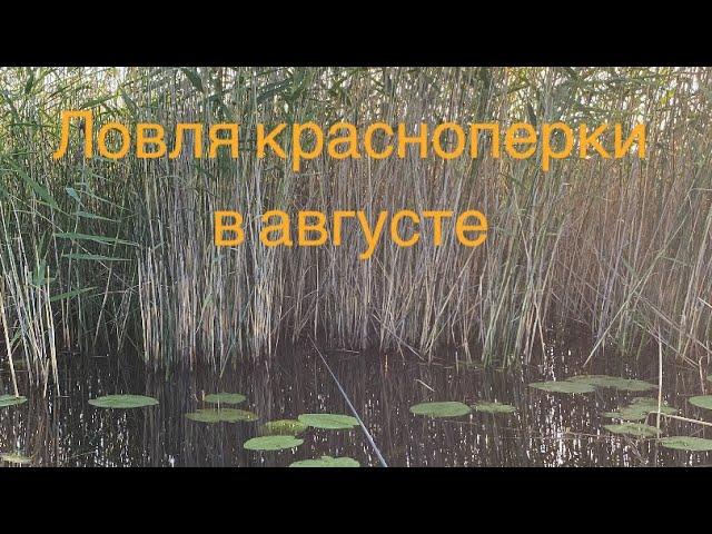 Ловля КРУПНОЙ красноперки в августе