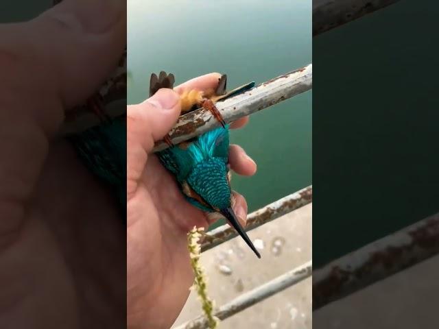 Viral Video of Common Kingfisher's Feet Frozen On Metal Railings | Viral Kingfisher Video | Humanity