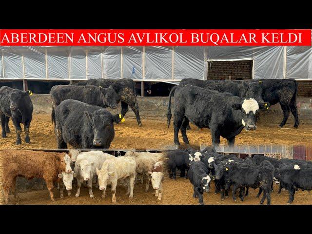 SARDOR AKANI ABERDEEN ANGUS AVLIKOL BUQALARI KELDI