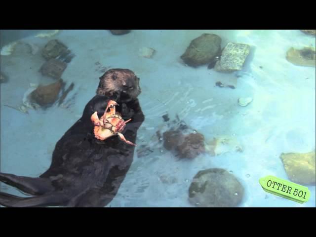 Otter 501 Eats Crab on Her Own