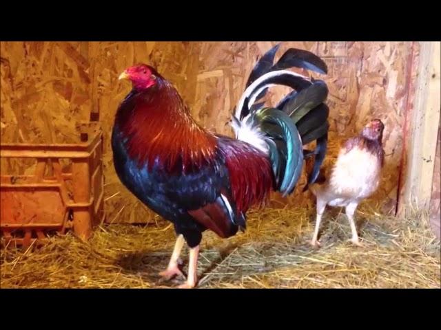 How to Start Gamefowl Breeding 2