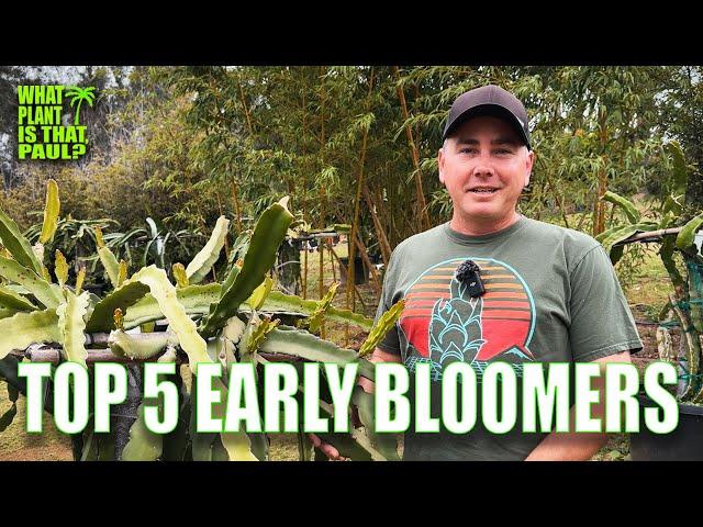 EARLY BLOOMING DRAGON FRUIT / MY TOP 5 TYPES