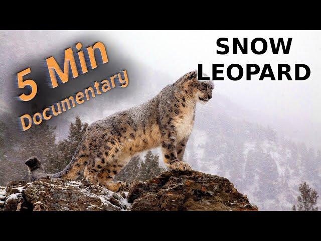 Snow Leopard - 5 Minute Documentary