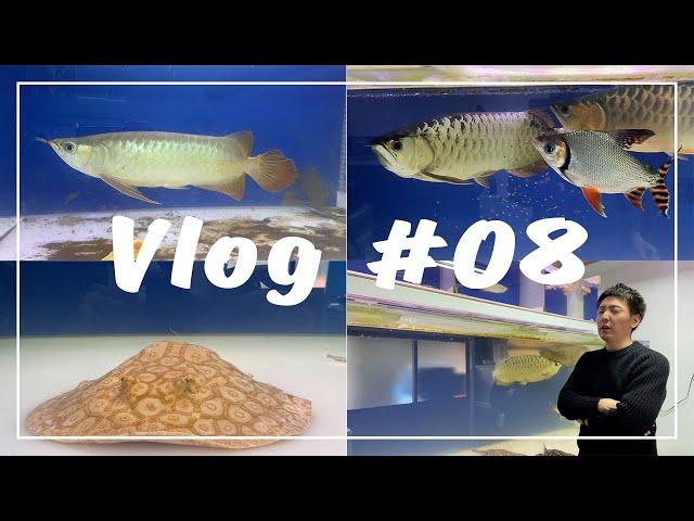 【Vlog】アロワナや淡水エイ等の大型魚を飼育するアクアリストの日常【Vol.8】