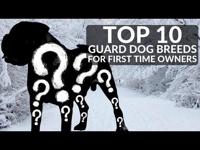 TOP 10 GUARD DOGS FOR FIRST TIME OWNERS! Whats The Best Guard Dog Breed For Novices?