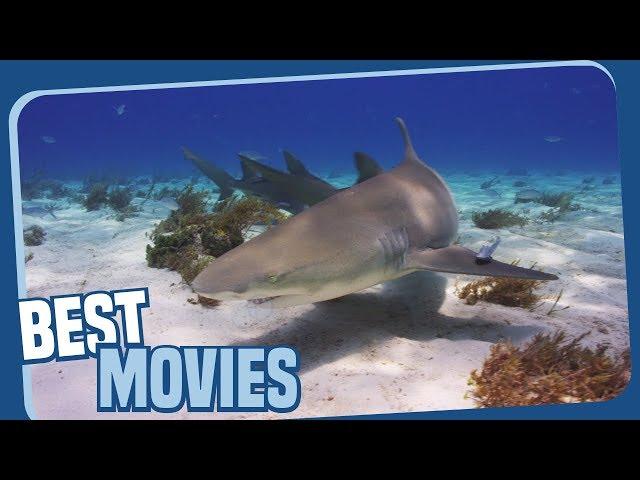 Ocean Odyssey -  Shark Nation - Die Haie der Bahamas - Dokumentation (ganze Folge auf Deutsch)