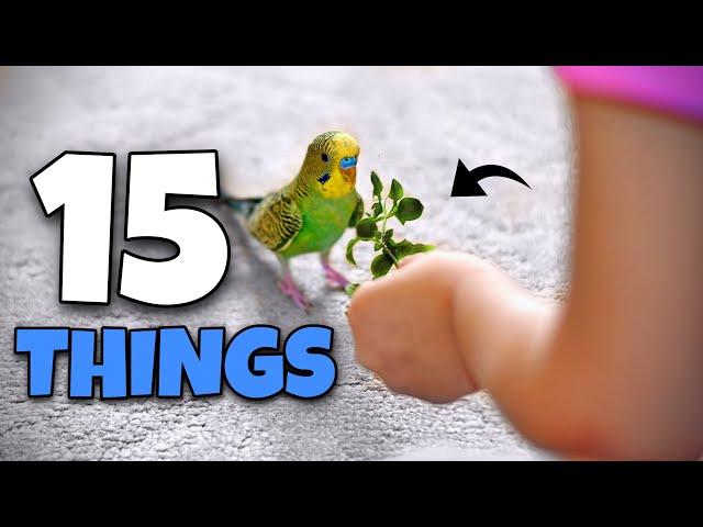 15 Things You NEED for your Bird