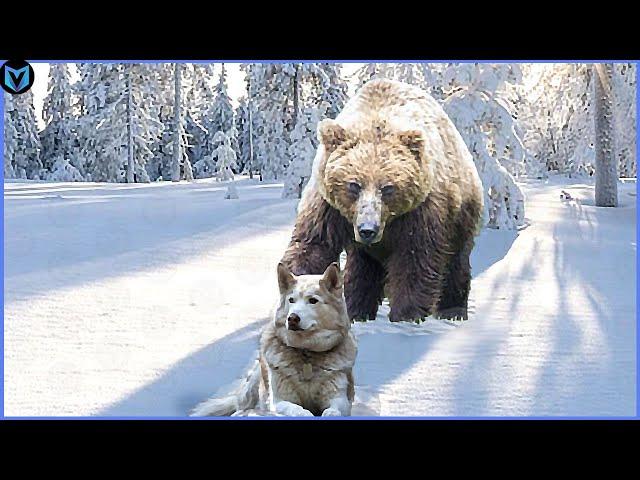 14 Best Bear Attacks Caught On Camera